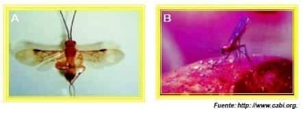 Controladores biológicos de moscas de la fruta (cebos tóxicos)