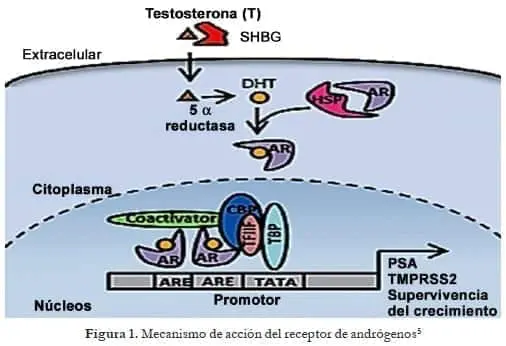 Mecanismo de acción del receptor de andrógenos