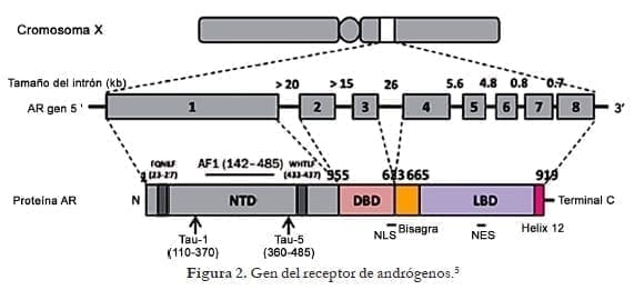 Gen del receptor de andrógenos