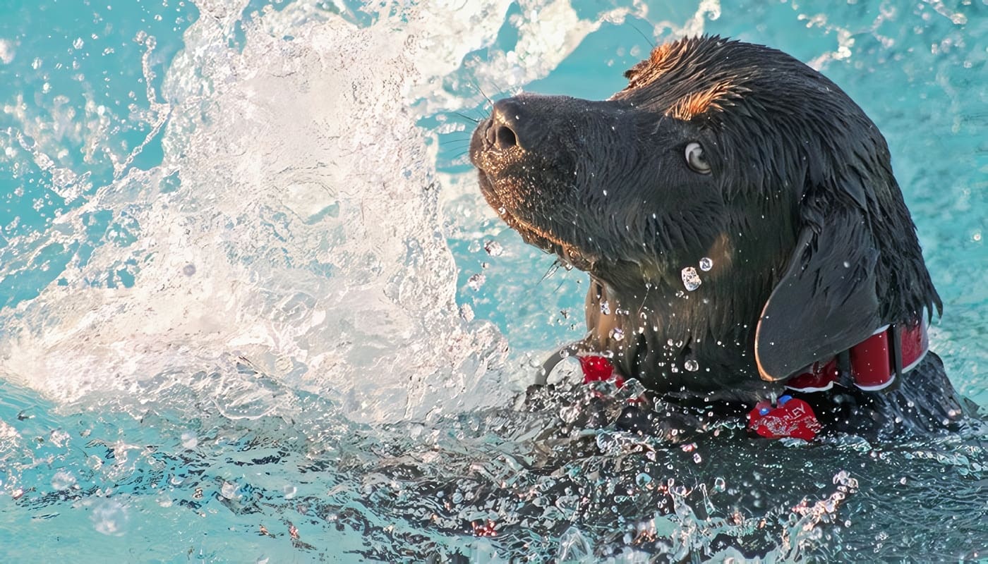Hidroterapia para Perros