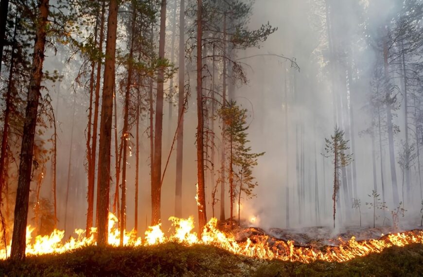 Incendios Forestales