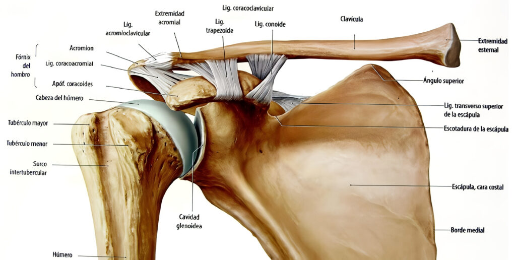 Ausencia de la descripción del Ligamento Coracoglenoideo