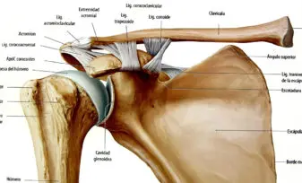 Ligamento Coracoglenoideo