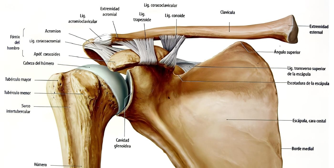 Ligamento Coracoglenoideo