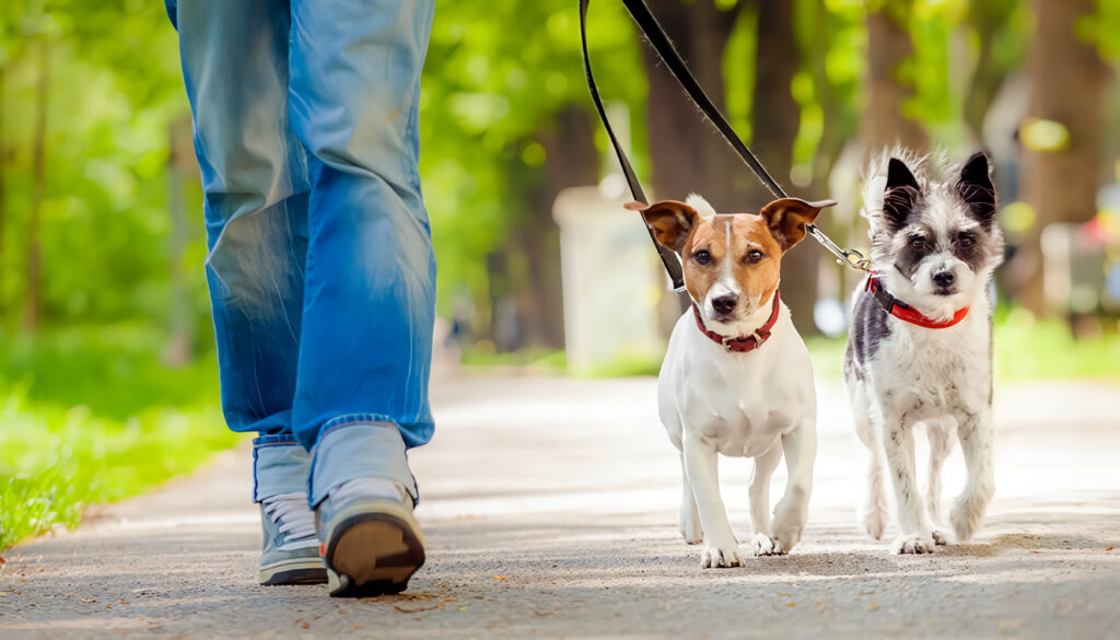 Consejos de Adiestramiento Básico para Perros