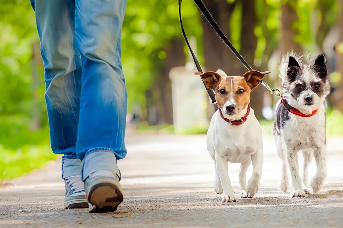 Consejos de Adiestramiento Básico para Perros