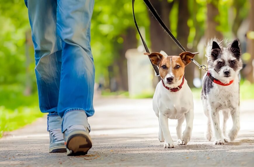 Consejos de Adiestramiento Básico para Perros