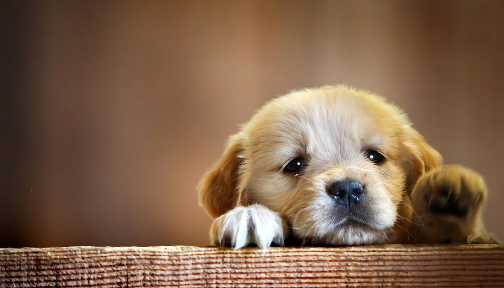 Consejos de Educación para Cachorros