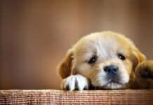 Consejos de Educación para Cachorros