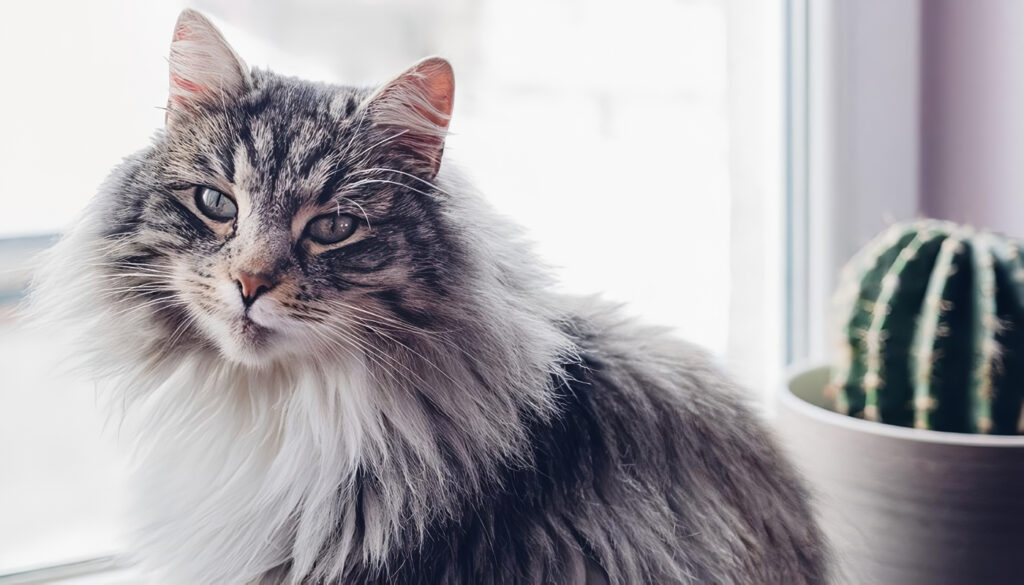 Consejos de Educación para Gatos
