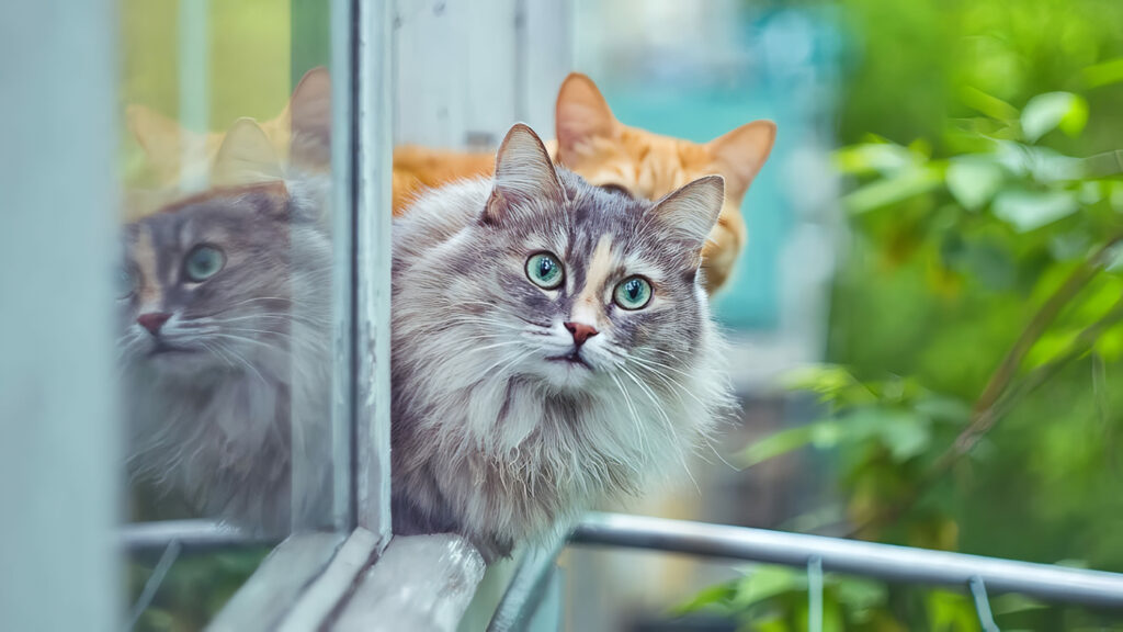 Cómo Introducir un Nuevo Gato en el Hogar