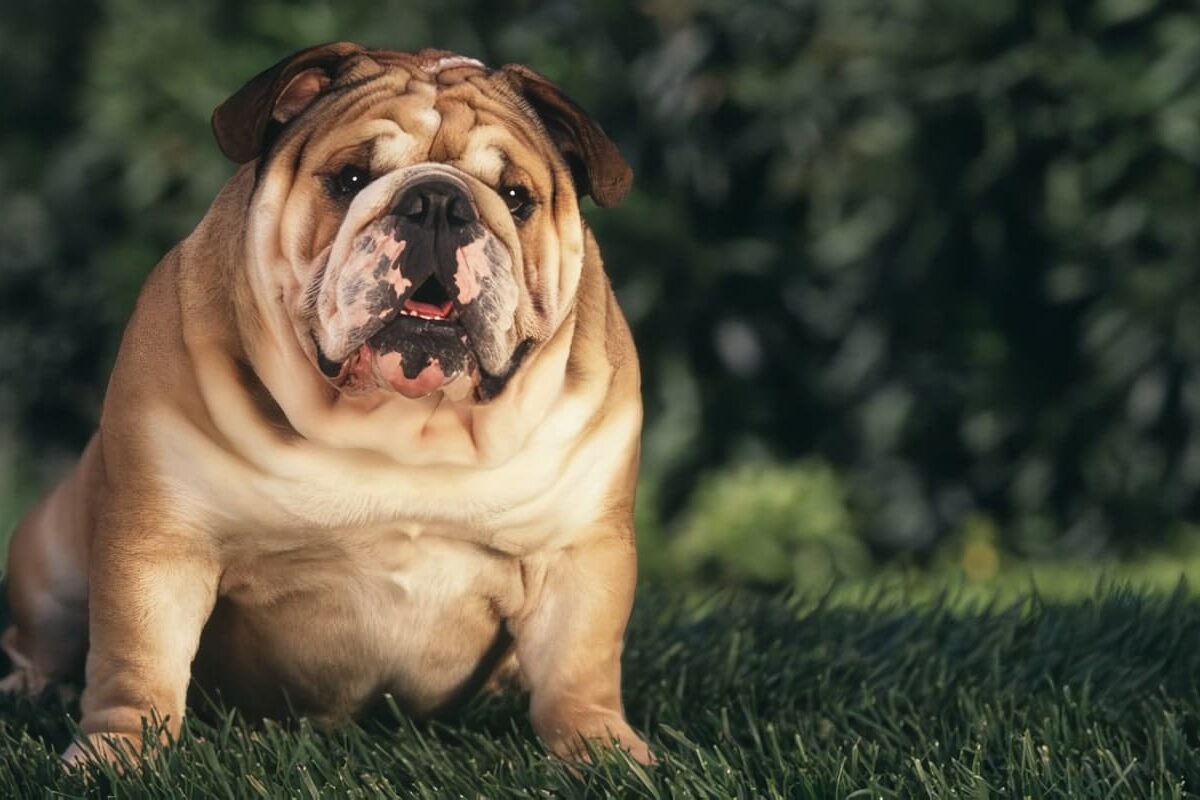 Hipotiroidismo en Perros