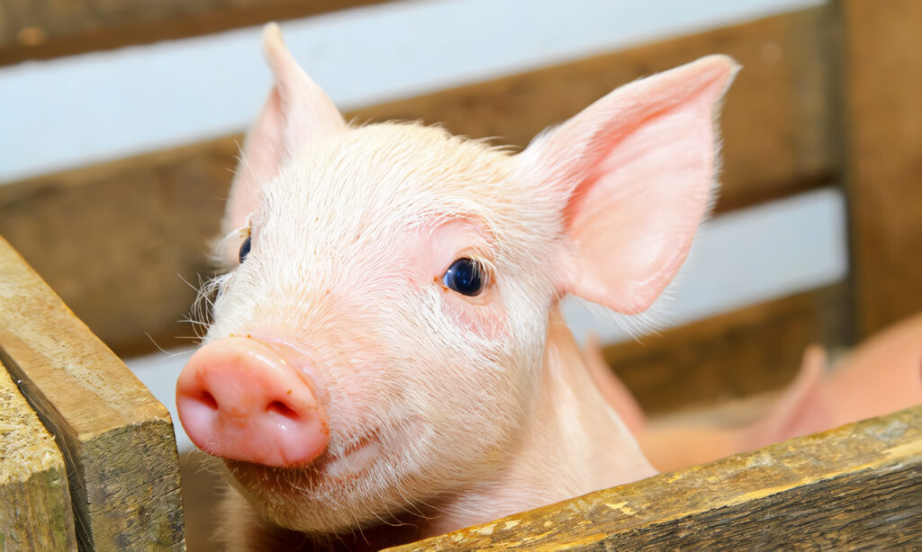 MiniPig como Mascota