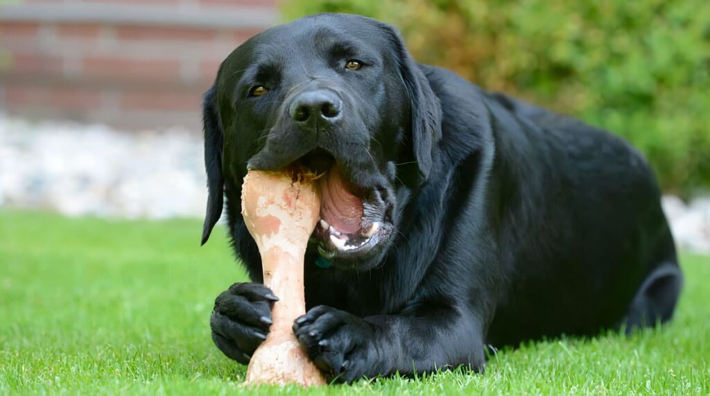 Mitos en la Alimentación de los Perros: Huesos Sí o No