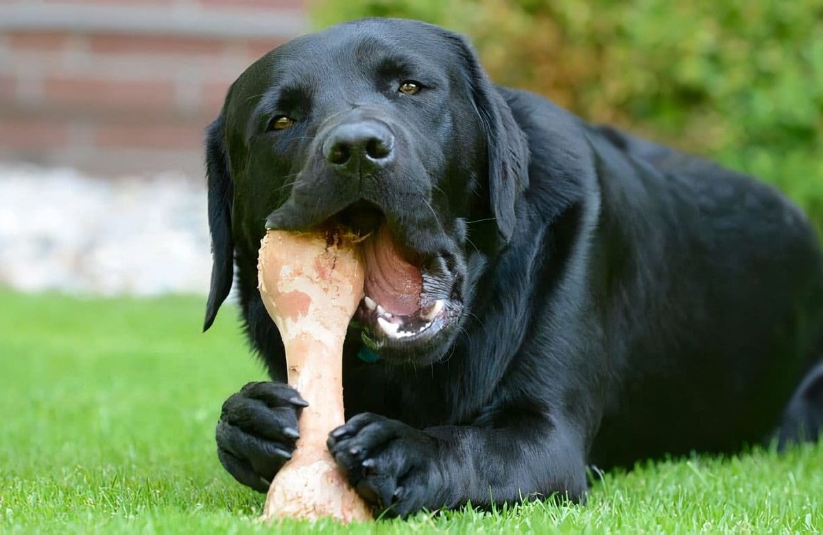 Mitos en la Alimentación de los Perros