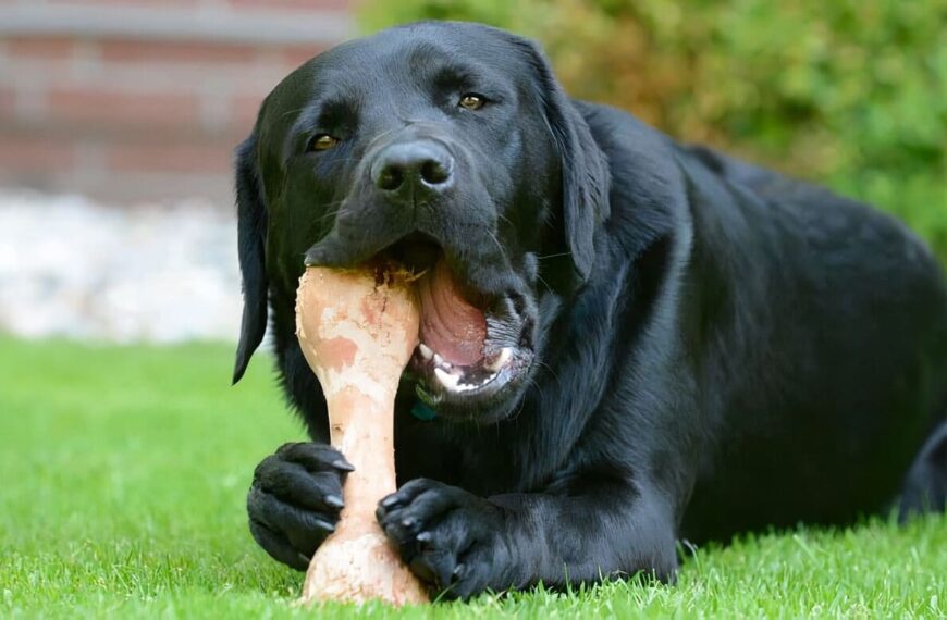 Mitos en la Alimentación de los Perros