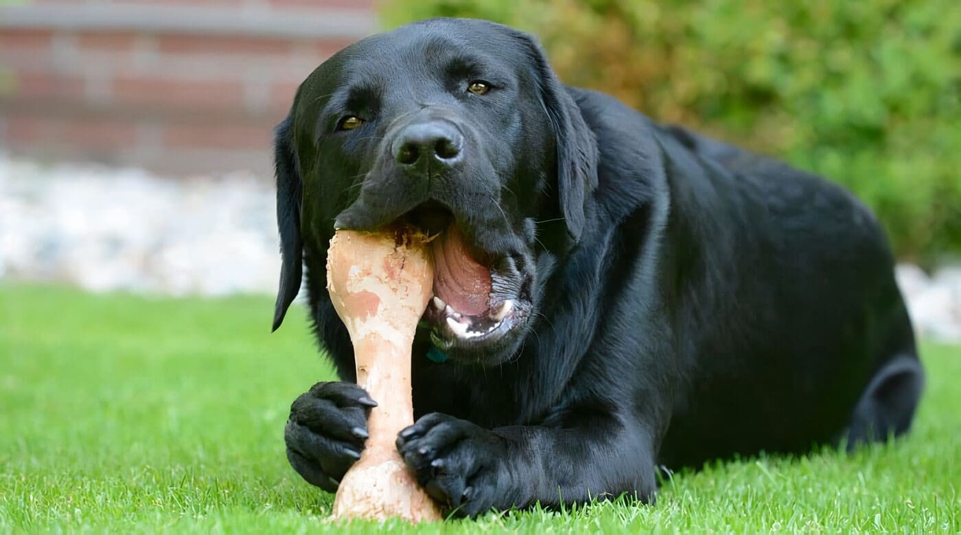 Mitos en la Alimentación de los Perros