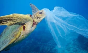 Impacto Ambiental de las Bolsas de Plástico