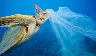 Impacto Ambiental de las Bolsas de Plástico