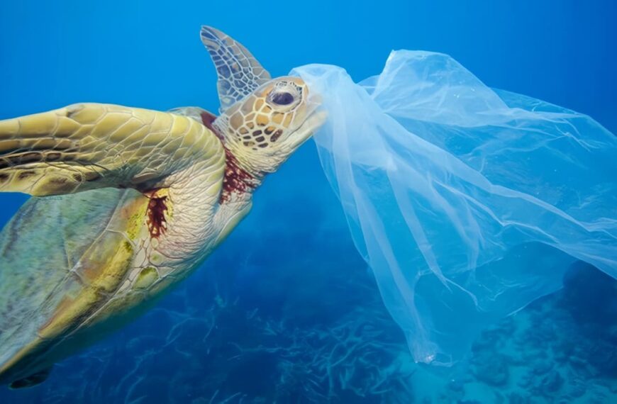 Impacto Ambiental de las Bolsas de Plástico