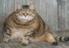 Obesidad en Gatos