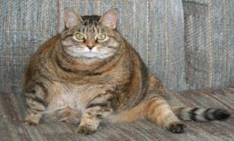 Obesidad en Gatos