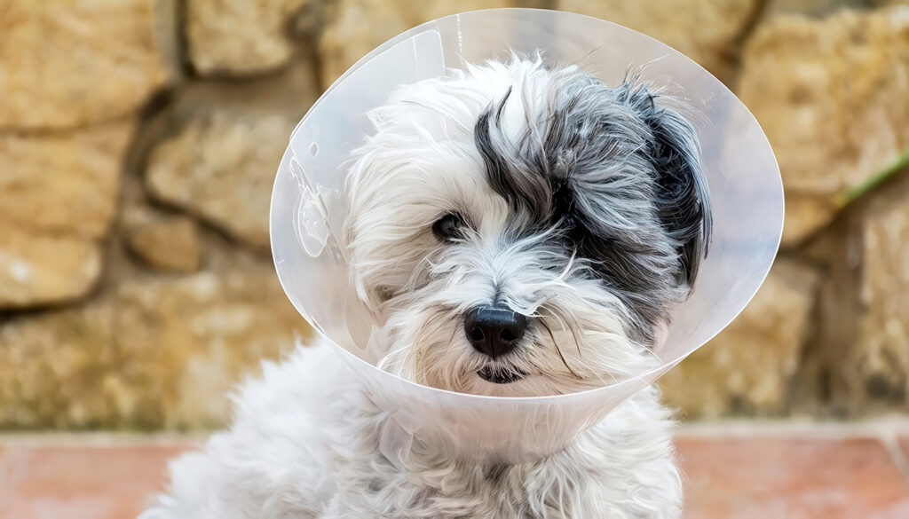 Cuidados Post Operatorios en Perros y Gatos