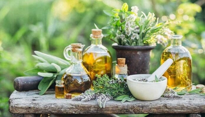 5 Plantas Aromáticas y Curativas que Puedes Tener en Casa