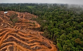 El Problema De La Deforestación, Impacto Ambiental