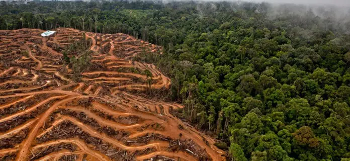 El Problema de la Deforestación