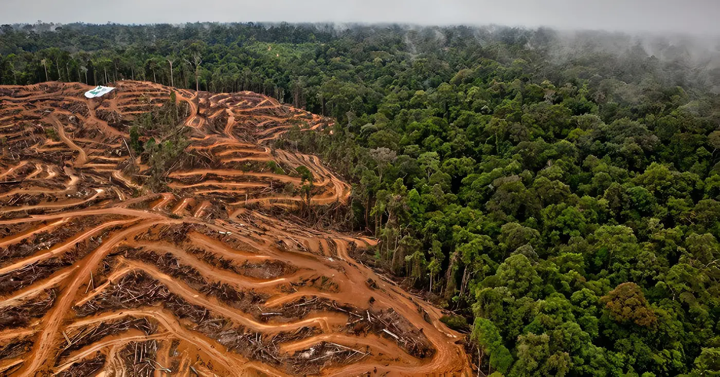El Problema De La Deforestación, Impacto Ambiental
