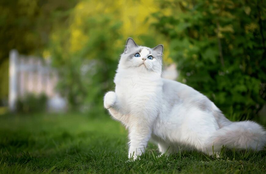 Enfermedades en la Piel de los Gatos