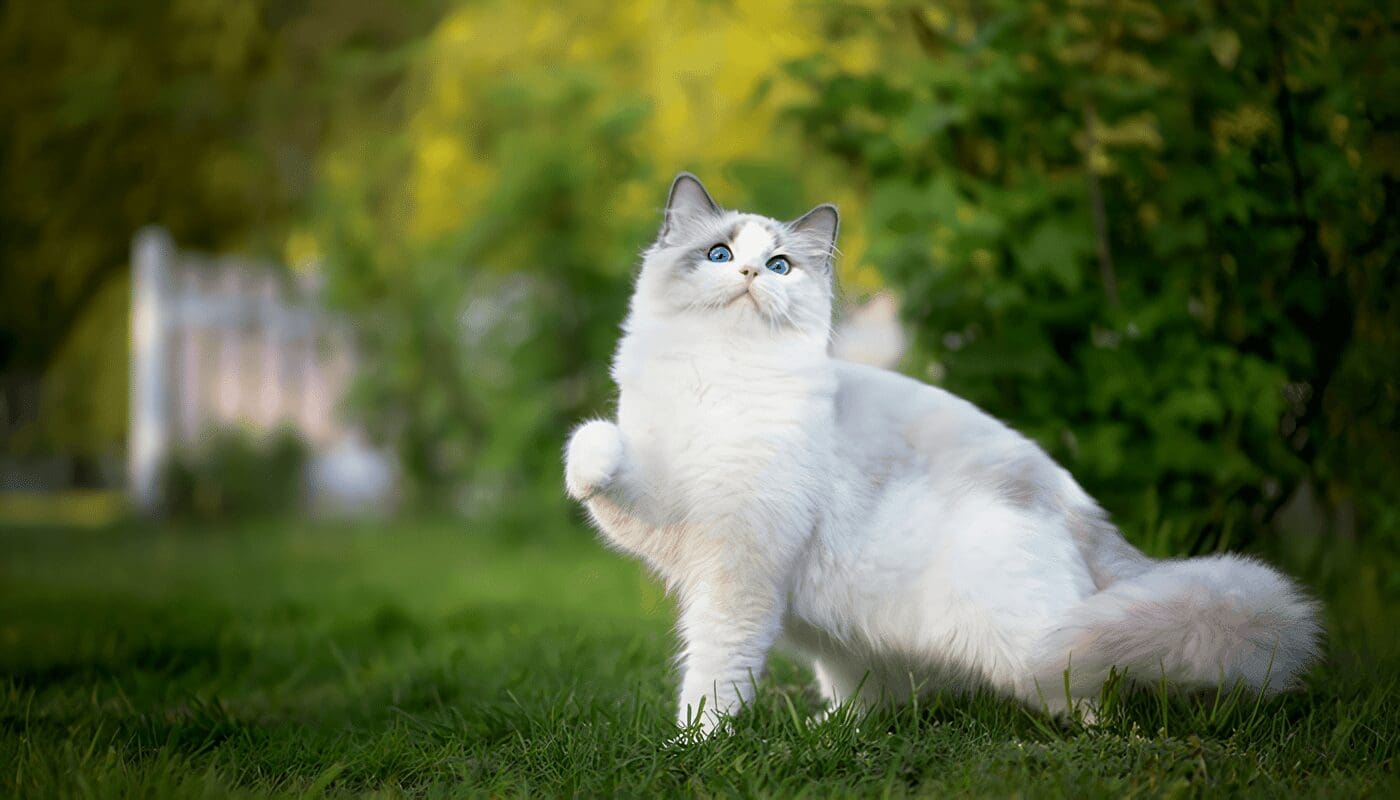 Enfermedades en la Piel de los Gatos