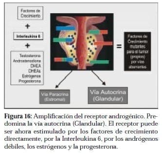 Amplificación del Receptor Androgénico