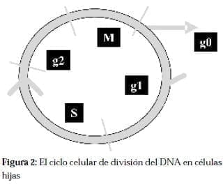 Ciclo Celular de división del DNA en Células Hijas