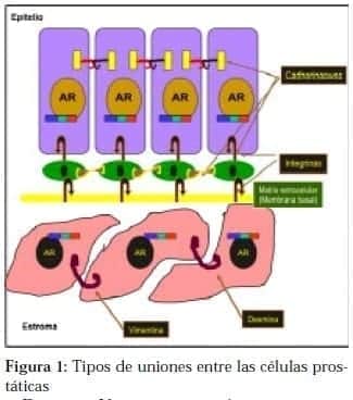 Tipos de uniones entre las Células Prostática
