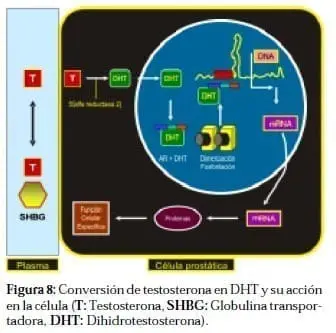 Conversión de Testosterona en DHT y su acción en la Célula