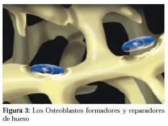 Osteoblastos formadores y reparadores de Hueso