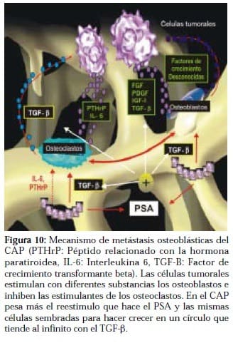 Mecanismo de Metástasis Osteoblásticas