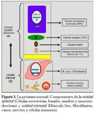 Próstata Normal: Componentes de la unidad Epitelial