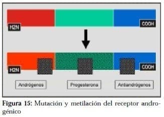 Mutación y Metilación del Receptor Androgénico