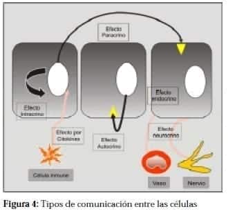 Tipos de comunicación entre las Células