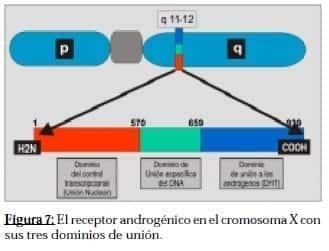 Receptor Androgénico en el Cromosoma X