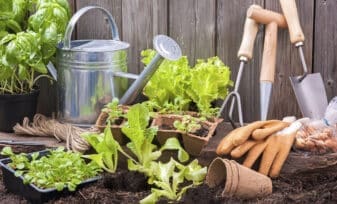 Cómo Hacer Abonos Caseros y Orgánicos para tus Plantas