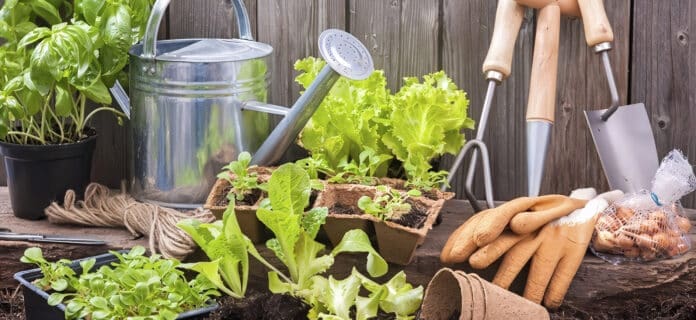 Cómo Hacer Abonos Caseros y Orgánicos para tus Plantas