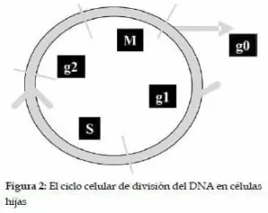Ciclo celular de división del DNA en células hijas