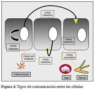 Tipos de comunicación entre las células