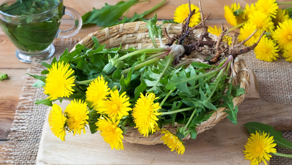 Plantas Medicinales