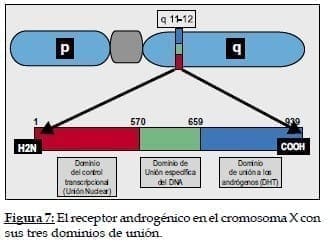 Receptor androgénico en el cromosoma X