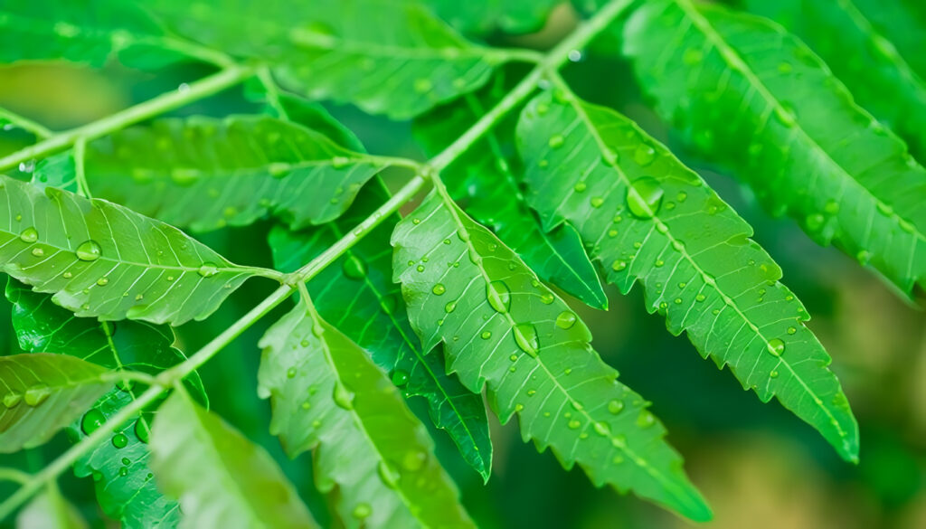 Neem: para qué sirve, propiedades y beneficios